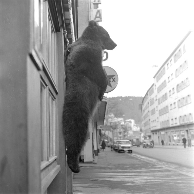 Bär vor dem Hotel Untergrund