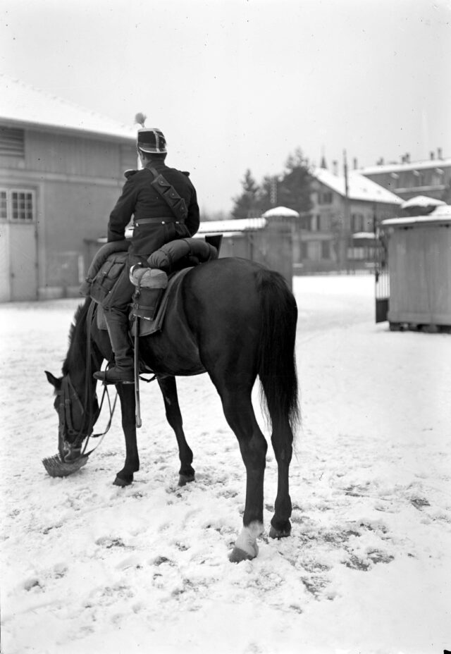 Pferd beim Fressen im Schnee