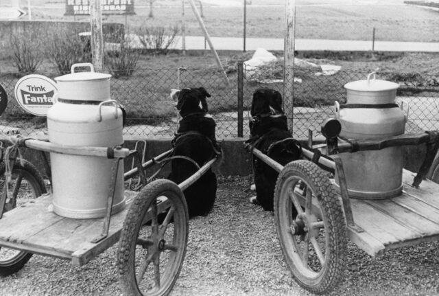 Von Hunden gezogener Milchwagen, Biberen, um 1965