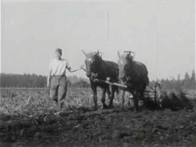 Pflanzwerk (ca. 1948)